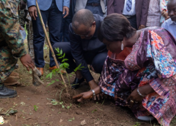 Lutte contre la déforestation en Guinée