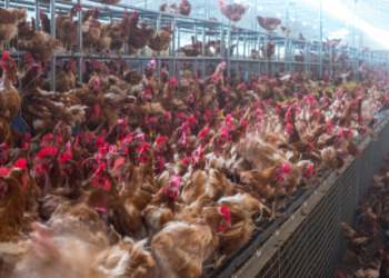 Grippe Aviaire : près de 55 000 têtes de volailles touchées par le virus H5N1 