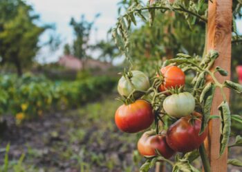 Le gouvernement fixe le prix des engrais à 450 000 GNF
