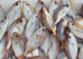 Pêche : le gouvernement suspend l’exportation du poisson durant le repos biologique