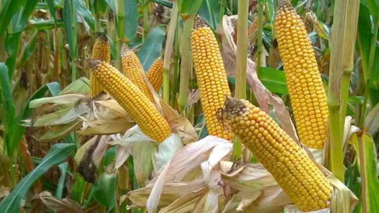 Zambie : la BAD approuve un prêt de 14,4 millions USD pour renforcer la sécurité alimentaire