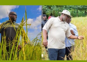 Mamady Doumbouya et son premier ministre en visite dans leur plantation agricole
