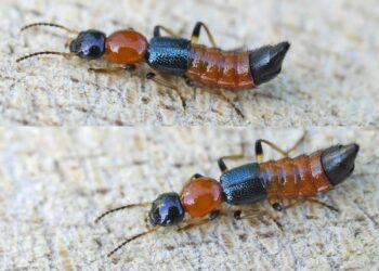 Les insectes Paéderus, les bérets-rouges sont de retour !