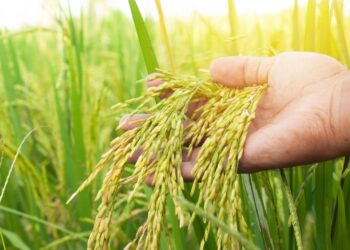 Pour sa campagne agricole de 2023, la Guinée prévoit de débloquer 55 millions de dollars