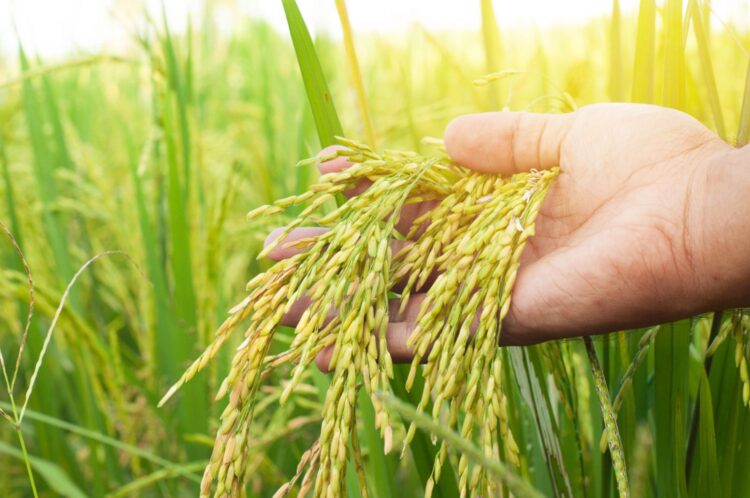 Pour sa campagne agricole de 2023, la Guinée prévoit de débloquer 55 millions de dollars