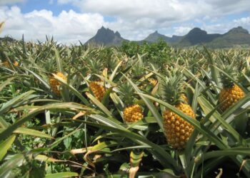 Une évolution positive pour la filière ananas en Guinée
