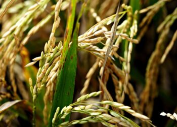 La Guinée parmi les 8 pays africains concernés par l’initiative « K-rice belt » lancée par la Corée du sud