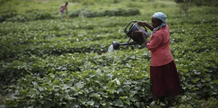 Le japon annonce 33,5 millions USD pour renforcer la sécurité alimentaire en Afrique