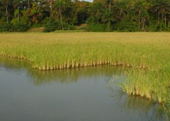 Le gouvernement et l’AFD financent un projet agricole de 23 millions EUR