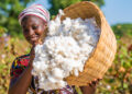 Production cotonnière 2023-2024 : le Mali redevient leader en Afrique