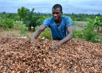 Trafic illégal de 200 000 tonnes de cacao ivoirien vers la Guinée et le Liberia pour la période 2023-2024