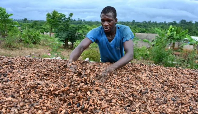Trafic illégal de 200 000 tonnes de cacao ivoirien vers la Guinée et le Liberia pour la période 2023-2024