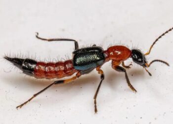 Retour du « béret rouge » : attention aux brûlures de peau causées par le Paederus
