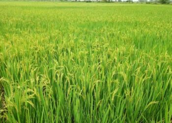 La FAD alloue environ 99 millions USD à l’Afrique de l’Ouest