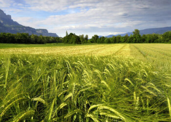 Baisse de plus de 8 millions de la production de céréales en Afrique australe
