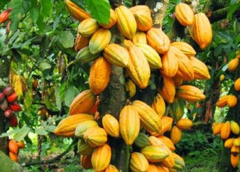 Le Ghana révise à la baisse ses prévisions de récolte de cacao pour 2024/2025