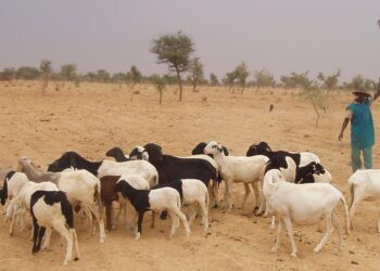 Sahel : le crédit carbone, une solution pour financer la Grande Muraille Verte