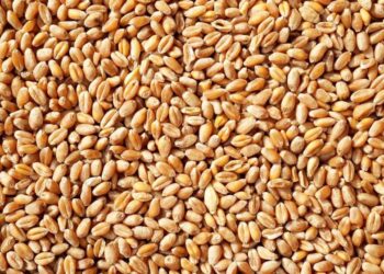 Ghana : le blé, vital mais entièrement importé