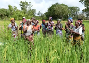 30 millions USD de la Banque mondiale pour l’agriculture ghanéenne