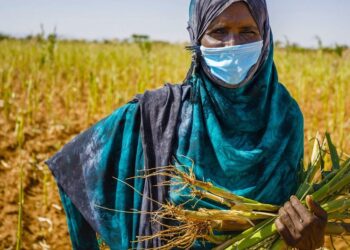 Afrique : 20 % de la population confrontée à l’insécurité alimentaire aiguë