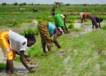 Campagne agricole 2025 : le Sénégal muscle son budget, la Guinée reste prudente
