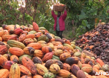 Afrique : baisse attendue de 10 % de la production de cacao en 2024/25