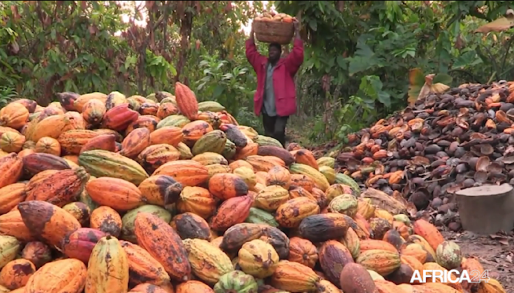 Afrique : baisse attendue de 10 % de la production de cacao en 2024/25