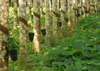 Côte d’Ivoire : 400 millions FCFA pour moderniser la filière hévéa