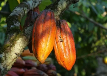 La production de cacao du Ghana pour la saison 2024/2025 sera inferieur aux objectifs