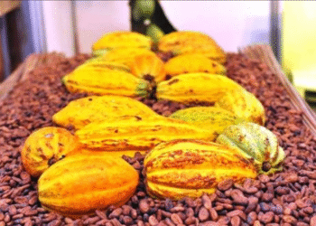 Côte d’Ivoire : un complexe de 140 milliards FCFA pour transformer le cacao