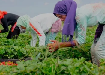 Maroc : 100 millions EUR de la BAD pour renforcer l’agriculture inclusive portée par les femmes et les jeunes
