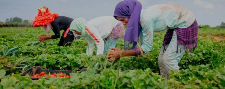 Maroc : 100 millions EUR de la BAD pour renforcer l’agriculture inclusive portée par les femmes et les jeunes