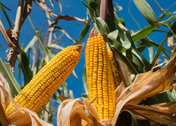 Le Zimbabwe réintroduit l&rsquo;interdiction d&rsquo;importer du maïs