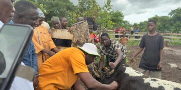 Elevage : le préfet de Mandiana démarre la campagne de vaccination contre la PPCB