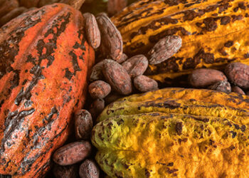 Ghana : les producteurs de Cacao contestent le faible prix du sac de cacao