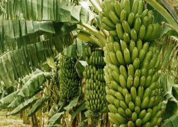 Le Sénégal suspend les importations de bananes