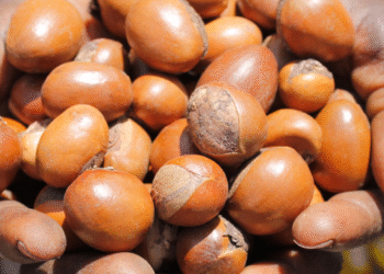 Le Nigéria interdit l’exportation de karité brut