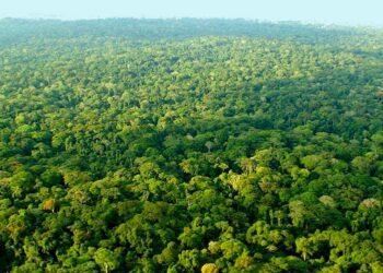 Gabon : un accord historique de 180 millions USD pour protéger les forêts du bassin du Congo