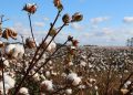 Relance de la production de coton en Guinée
