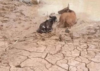 Siguiri : sous pression populaire, le gouvernement face à l’urgence environnementale