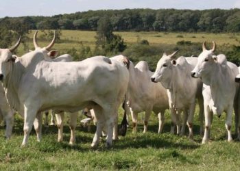 Le Ministère de l’Élevage signe un partenariat stratégique avec Rio Verde pour moderniser la filière bovine