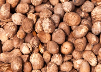 Le Nigeria prolonge d’un an l’interdiction d’exporter des noix de karité brutes