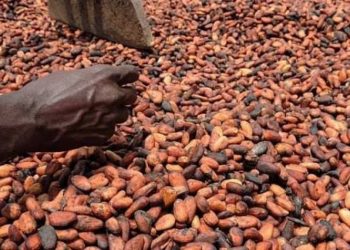 Cacao : la Côte d’Ivoire réduit le prix payé aux producteurs