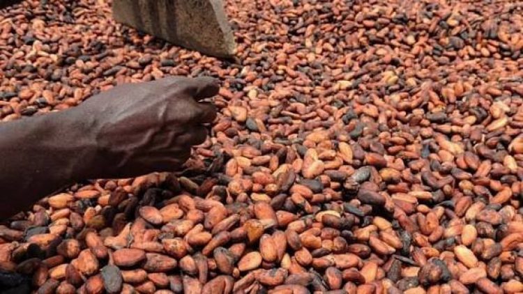 Cacao : la Côte d’Ivoire réduit le prix payé aux producteurs