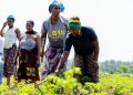 La campagne agricole 2026-2027 en Guinée est lancé à Koba