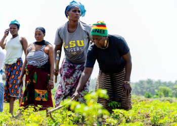 La campagne agricole 2026-2027 en Guinée est lancé à Koba