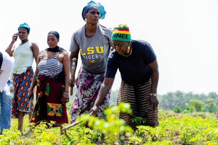 La campagne agricole 2026-2027 en Guinée est lancé à Koba