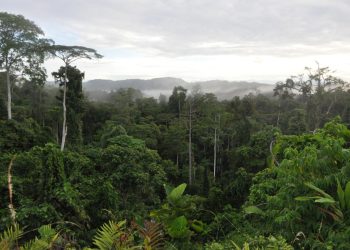 Mise en place de la Fondation pour la conservation de la biodiversité