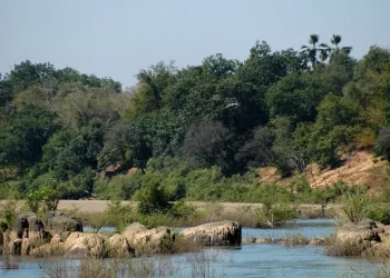 Guinée : 1,37 million USD pour préserver la Réserve de biosphère de Badiar