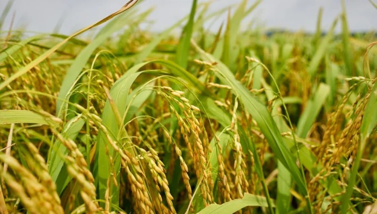 Le Burkina Faso suspend les importations de riz pour soutenir la production locale